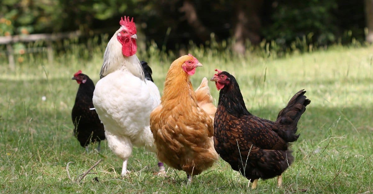 7 Types of Poultry Birds - AZ Animals