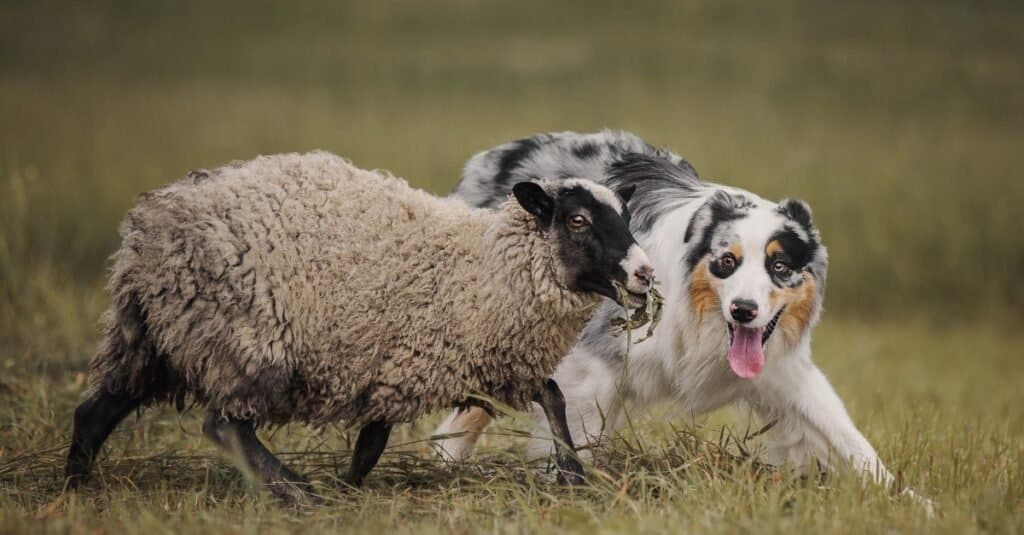 blue heeler vs australian shepherd