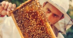 Watch What Happens When a Family Discovers 30,000 Bees in Their Living Room Wall Picture