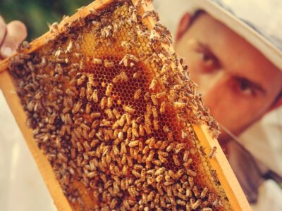 หนังสือยอดนิยม 8 เล่มเกี่ยวกับการเลี้ยงผึ้งที่มีวางจำหน่ายแล้ววันนี้
