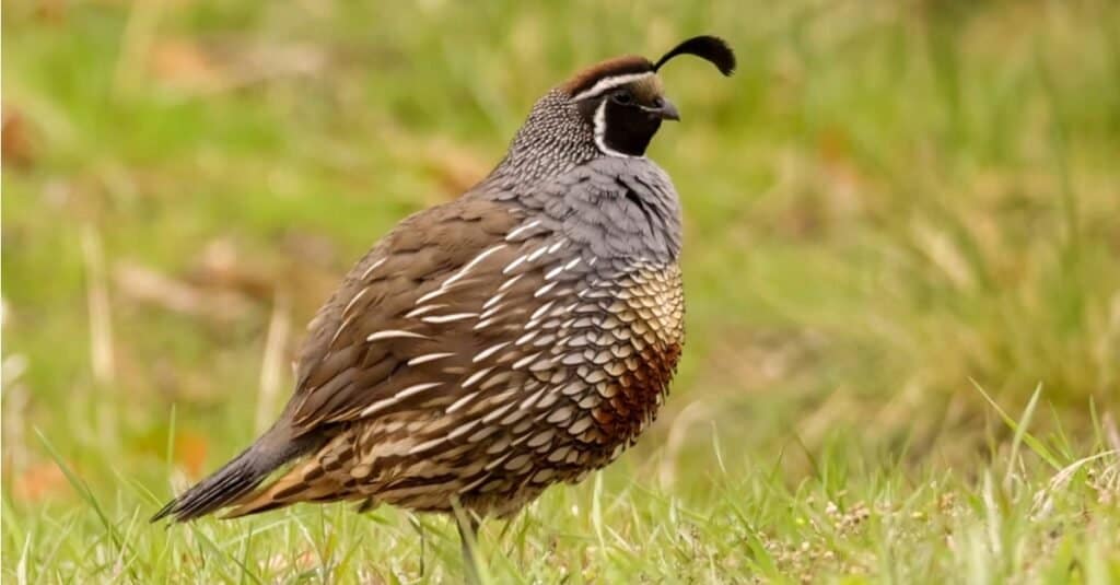 California quail