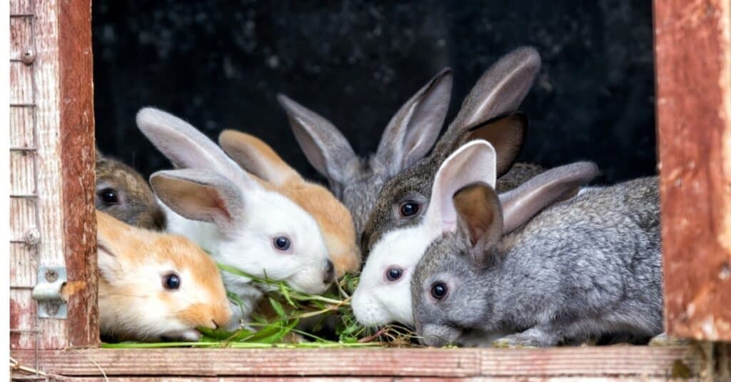 How long do rabbits live?