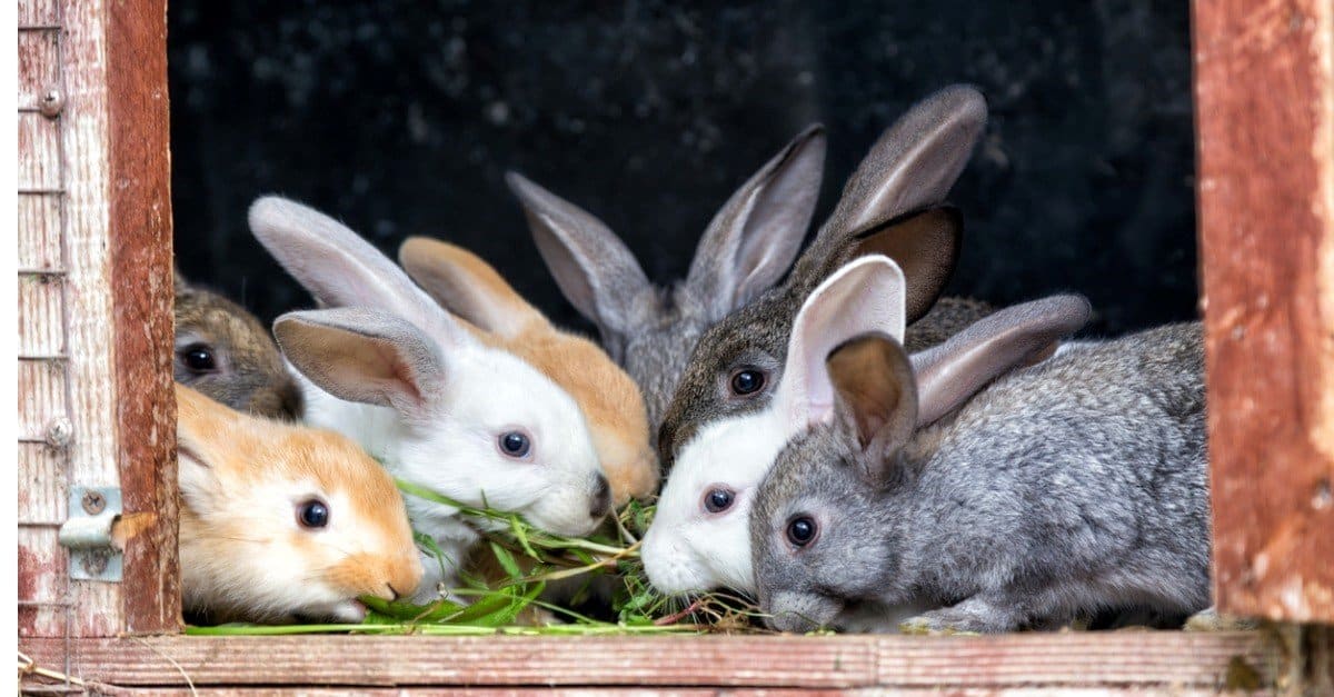 The Top 55 Best Pet Rabbit Breeds in A-Z Order - AZ Animals