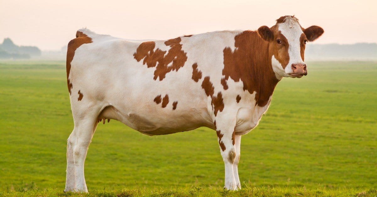 Home on the range, where mini-cows roam