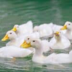 Ducks can serve many purposes on the farm whether it is providing eggs or meat or even helping with pest control.