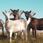 Goats are versatile animals that can provide, milk, meat, and weed control.