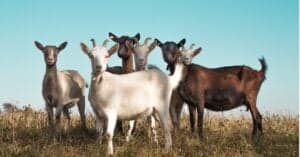 How Many Goats Can You Keep Per Acre Picture