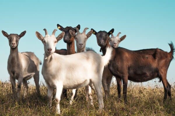 Goats are versatile animals that can provide, milk, meat, and weed control.