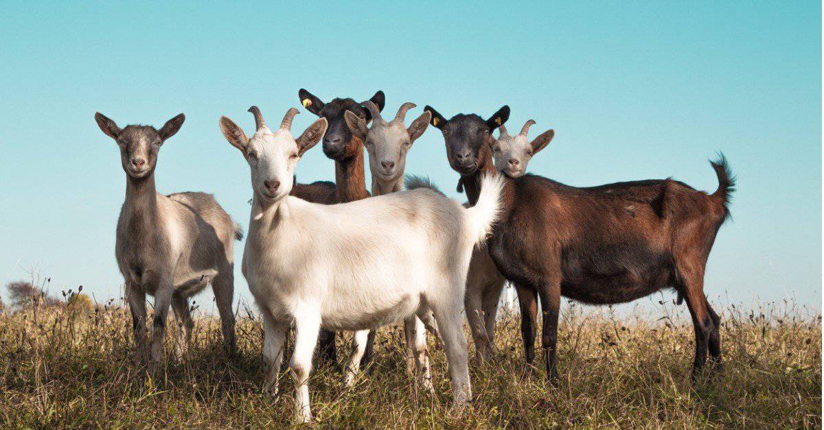 can pygmy goats live with dogs