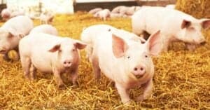 Pig Gestation Period: How Long Are Pigs Pregnant? Picture