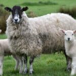 Sheep are one of the first farmed animals reared for thousands of years for meat and milk. Sheep are kept for meat (lamb and mutton) and for milk.