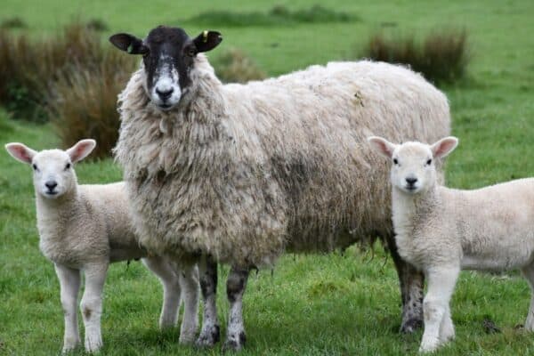 Sheep are one of the first farmed animals reared for thousands of years for meat and milk. Sheep are kept for meat (lamb and mutton) and for milk.
