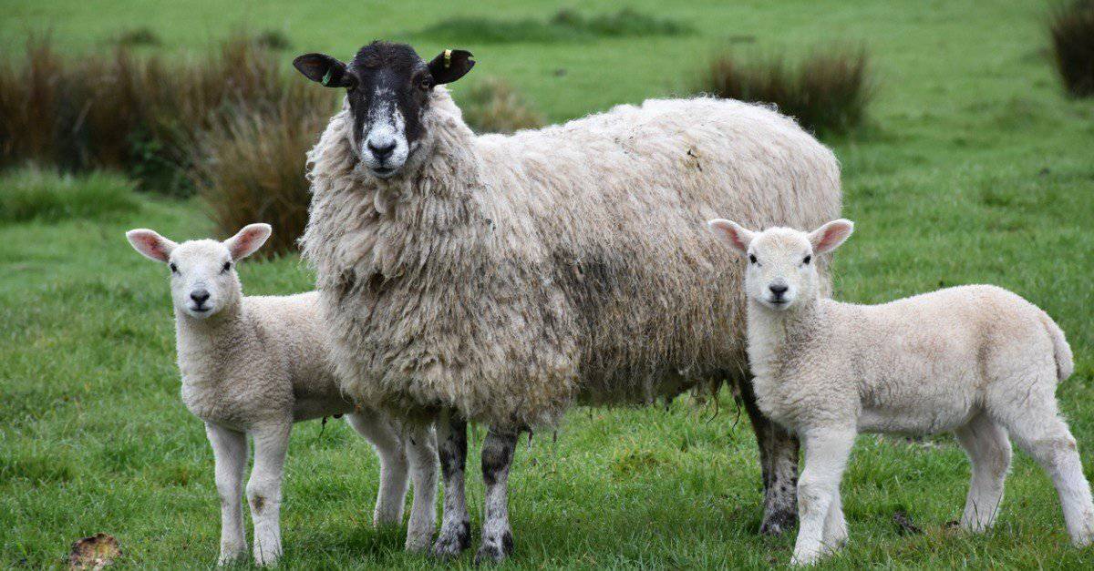 Sheep Pictures - AZ Animals