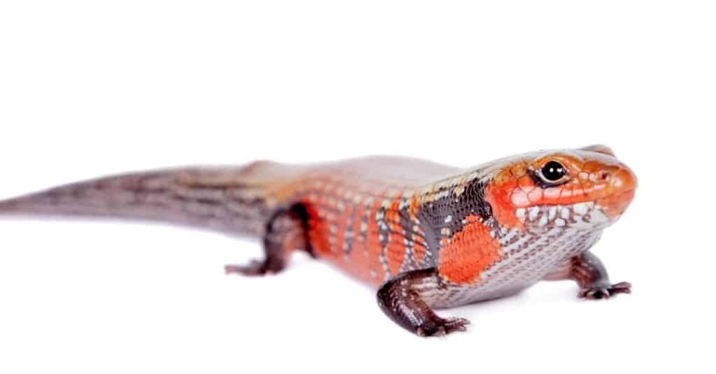 Best lizards - African fire skink