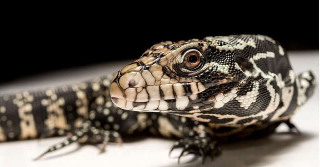 Best lizards - Black and White Tegus