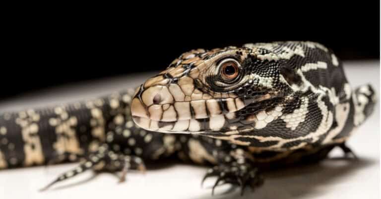 Best lizards - Black and White Tegus