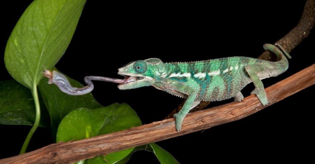 Best lizards - Chameleon