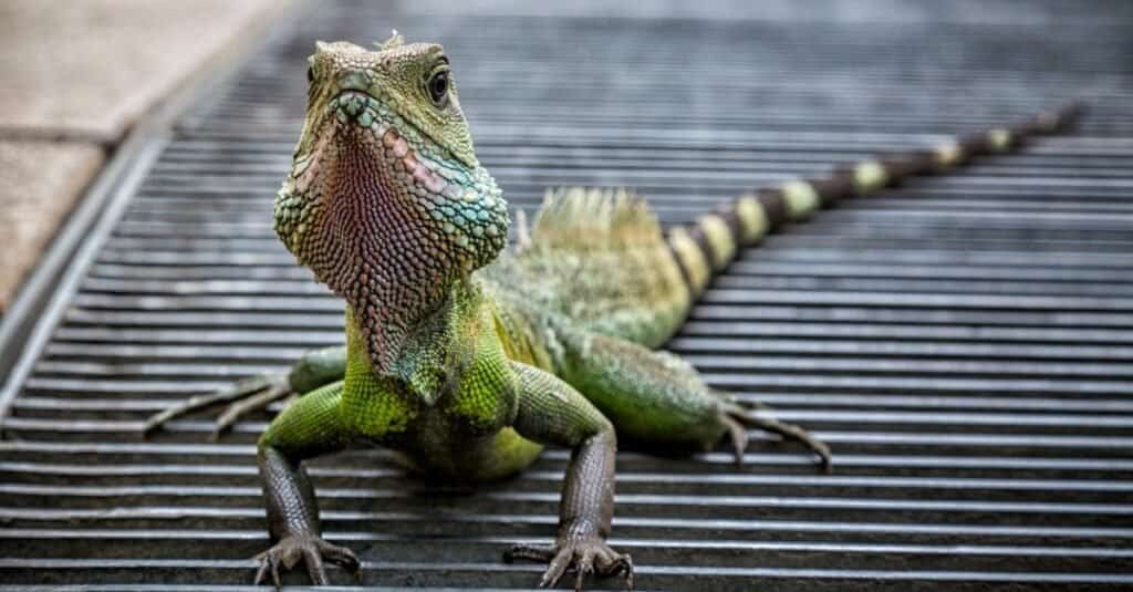 full grown male chinese water dragon