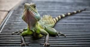 Male vs. Female Water Dragon: How Different Are They? Picture