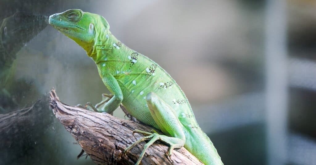 Best lizards - Green Basilisk