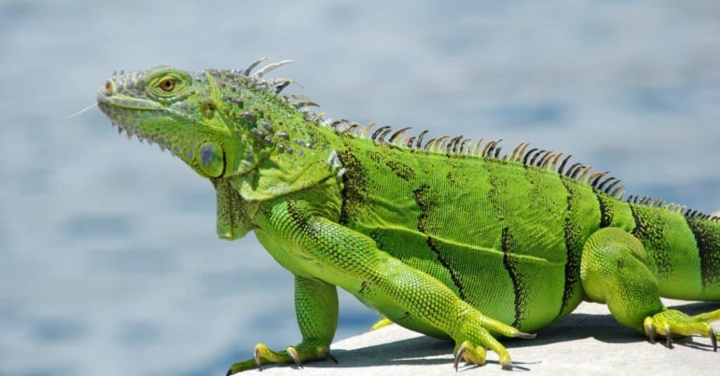 Best Lizard - Green Iguana