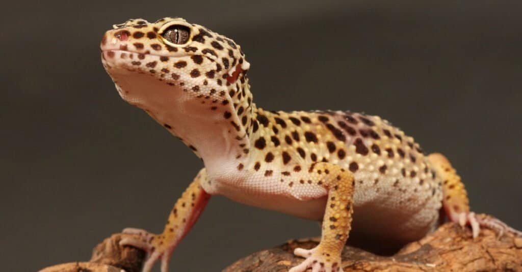 Gecko vs lizard