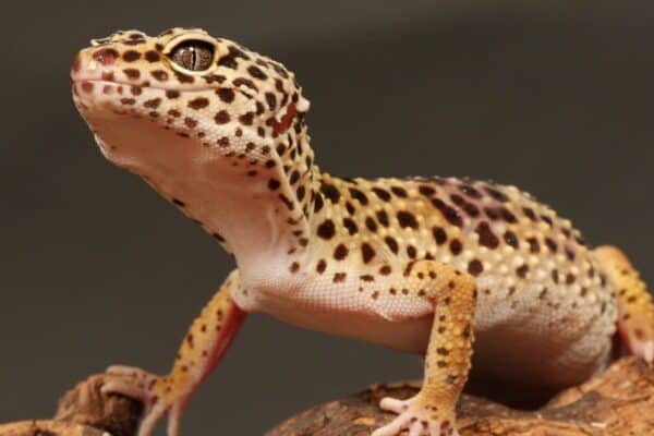 Leopard gecko on a branch. Leopard geckos are one of the best lizards to keep, as they are fairly easy to handle and don't often bite.