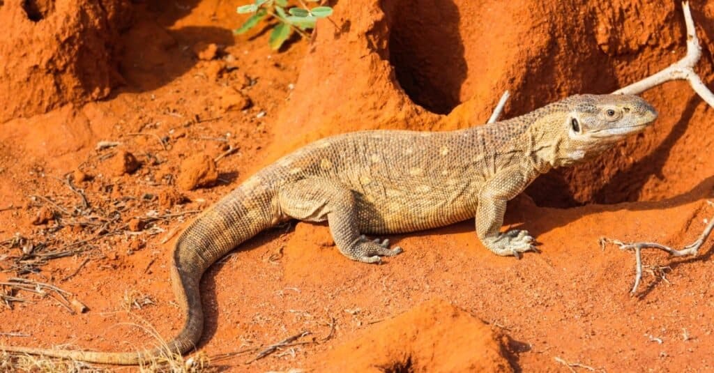 Best lizards - Savannah Monitor