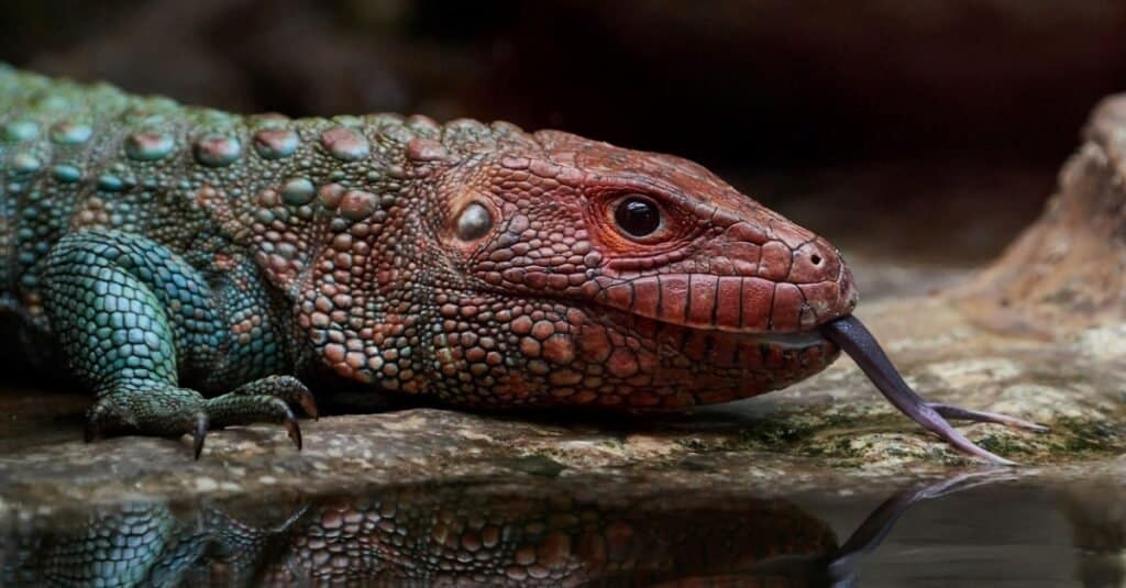กิ้งก่าที่ดีที่สุด - caiman lizard