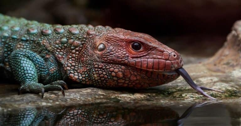 Best lizards - caiman lizard