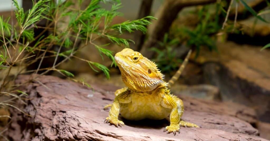 Bearded Dragon Humidity: The Ideal Range for Your Pet - A-Z Animals