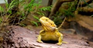 The 10 Best Lizards To Keep As Pets Picture