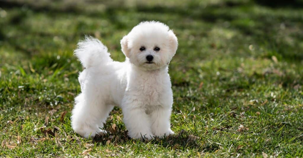 Types of dogs with curly hair