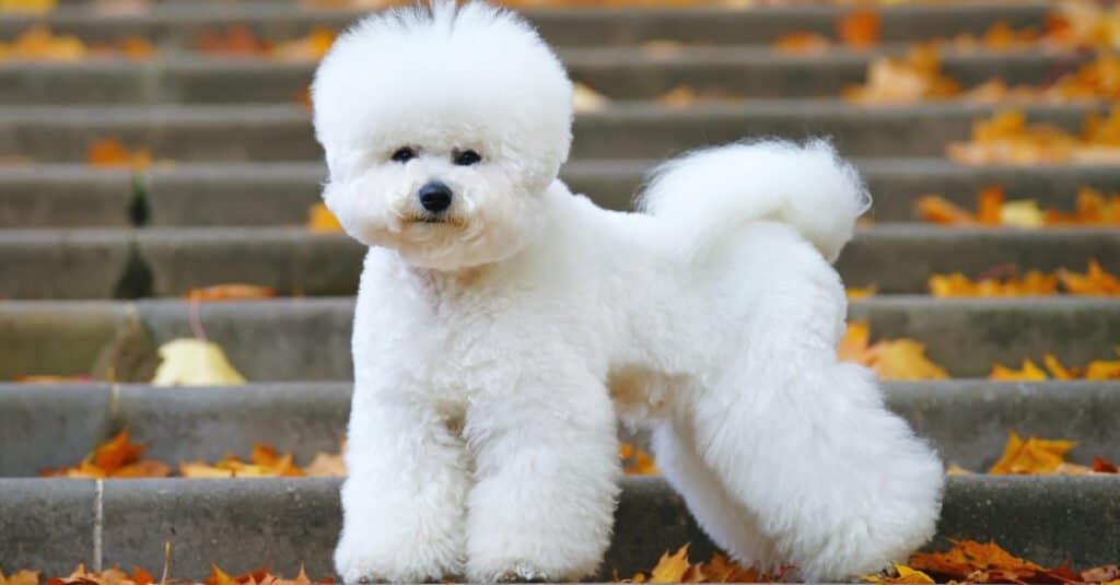 A bichon frisé standing on steps