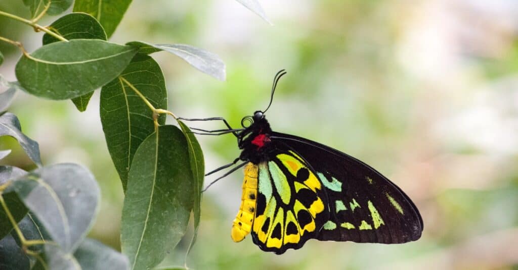 poisonous butterflies