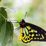 One of the largest butterflies in the world, the birdwing butterfly can also be poisonous.