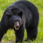 Black Bear Population by State