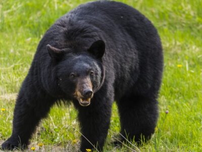 A North American Black Bear