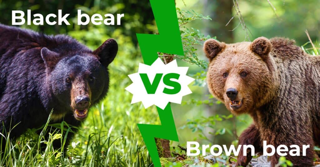 Explainer: Black bear or brown bear?