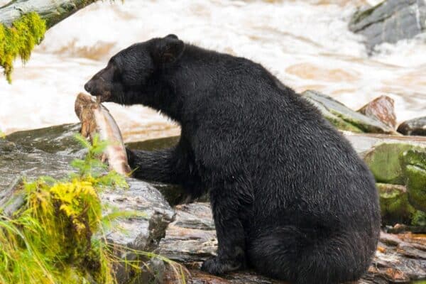 Black Bear in Alaska, eats a salmon that he just caught in a white water stream. It is best not to feed black bears, as black bears can be aggressive when there is food present.