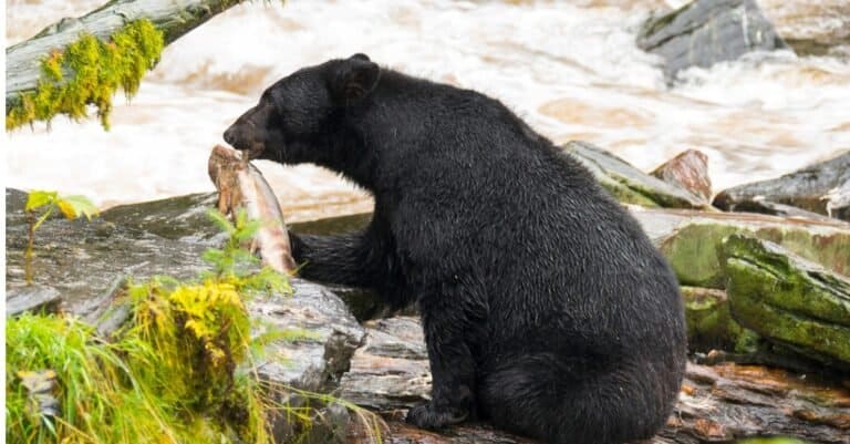 Black Bears - bear fishing