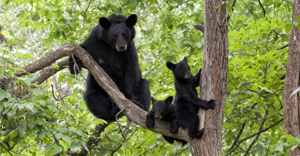 หมีดำ - หมีกับลูก