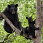 Momma Bear with two cubs in a tree. Black bears can be aggressive when there are cubs present.