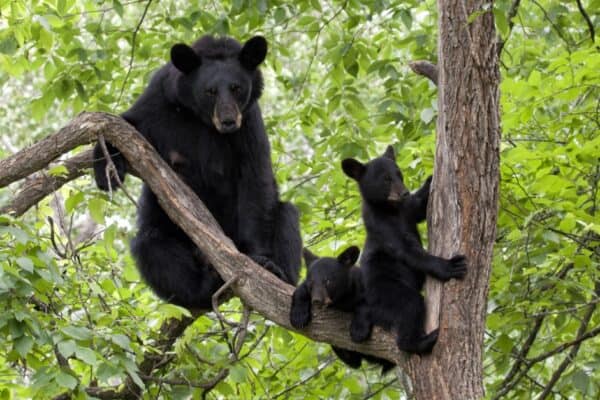 Momma Bear with two cubs in a tree. Black bears can be aggressive when there are cubs present.