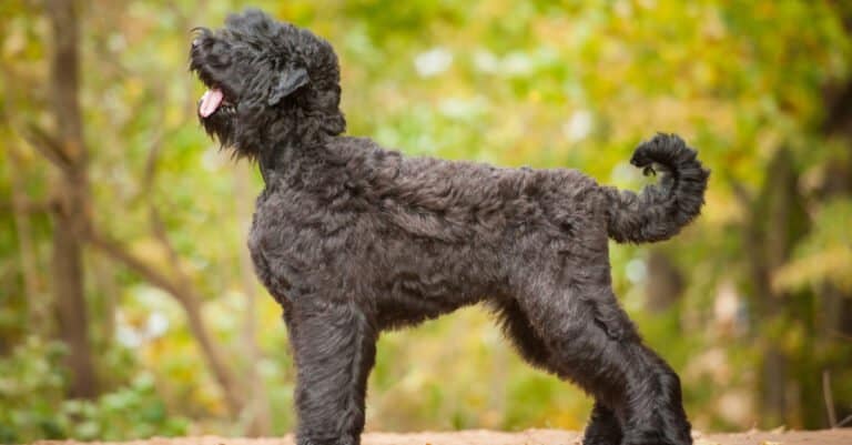 side view of a Black Russian Terrier standing