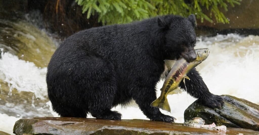 What Do Black Bears Eat? 20+ Foods They Feed On - AZ Animals