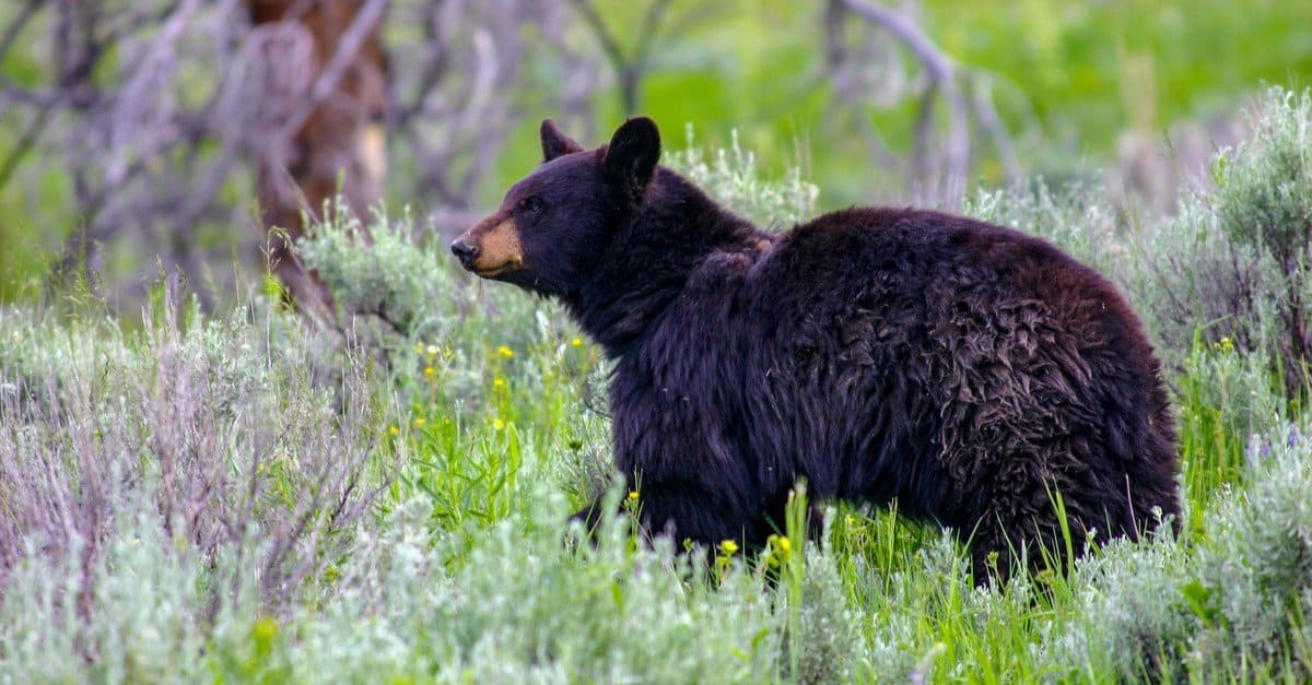 Black Bear Population by State