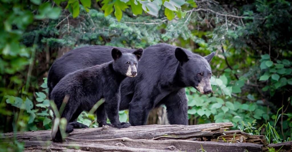 Population d'ours noirs par État