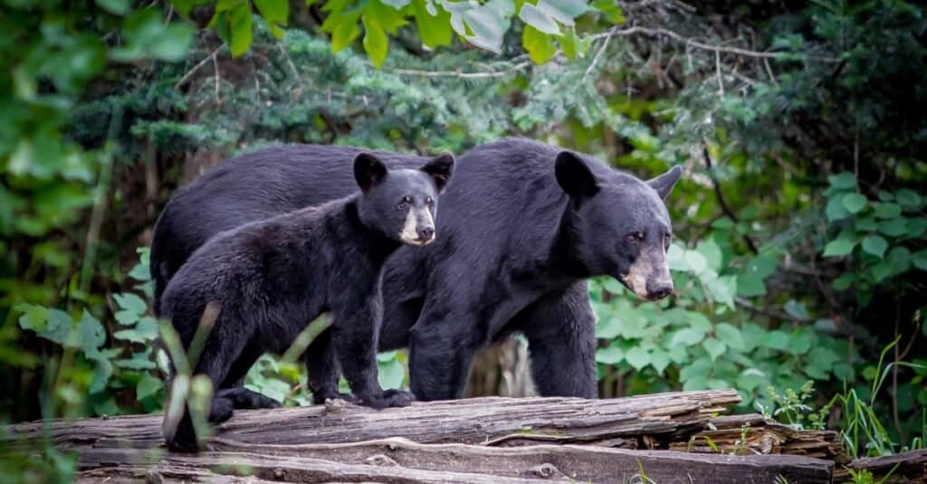 Black Bear Population by State