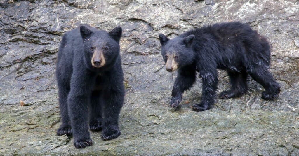 Population d'ours noirs par État